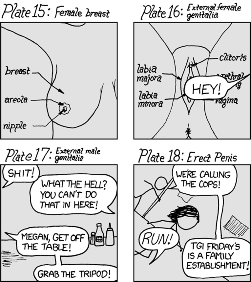 Initially, the reader is shocked by the crude drawings of explicit sexual genitalia. However, the reader is somewhat calmed when it is apparent that they are academic anatomical diagrams. This calm is interrupted, though, when it becomes apparent that the images are being taken in a TGI Fridays restaurant on a dining table and that drawings of an erect penis would have been displayed if someone at the restaurant didn&#8217;t catch them, causing them to flee.
The author also notes that he thinks this may be how the anatomical photos on Wikipedia may really be taken, and that you can&#8217;t tell they&#8217;re in a place such a restaurant due to careful cropping of the photos.